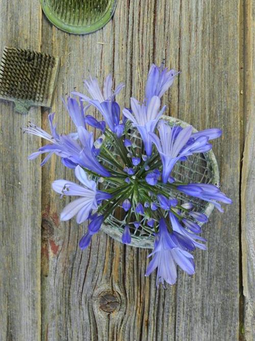 BLUE AGAPANTHUS